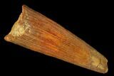 Bargain, Fossil Pterosaur (Siroccopteryx) Tooth - Morocco #167133-1